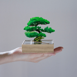 mini bonsai 4種セット