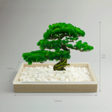 盆栽　松　Sサイズ