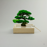 ミニ盆栽　松