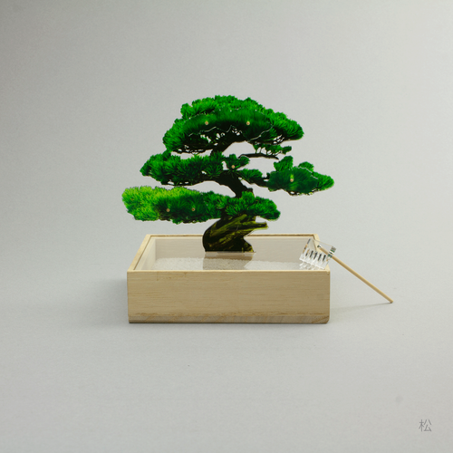 ミニ盆栽　松