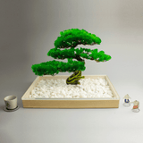 盆栽　松　Mサイズ