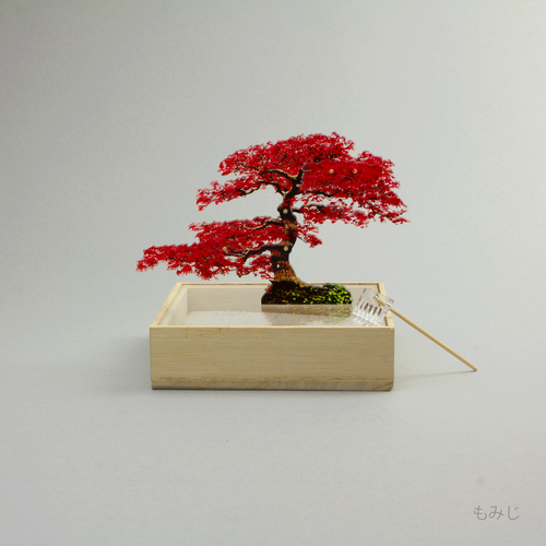 ミニ盆栽　もみじ