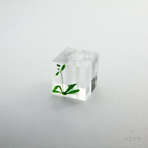押花 歯ブラシホルダー