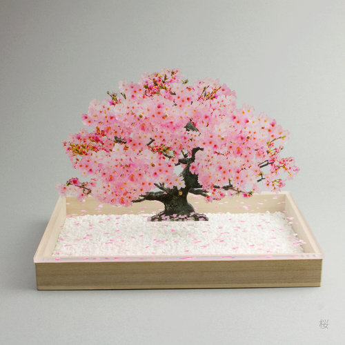 盆栽　桜　Sサイズ