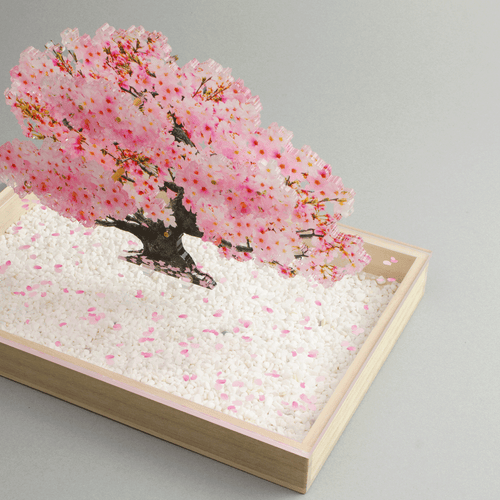 盆栽　桜　Sサイズ