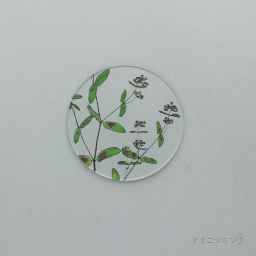 押花 コースター 単品