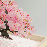 盆栽　桜　Sサイズ