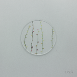 押花 コースター 単品
