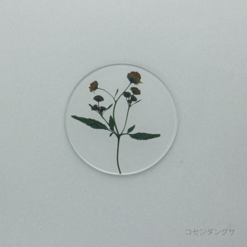 押花 コースター 単品