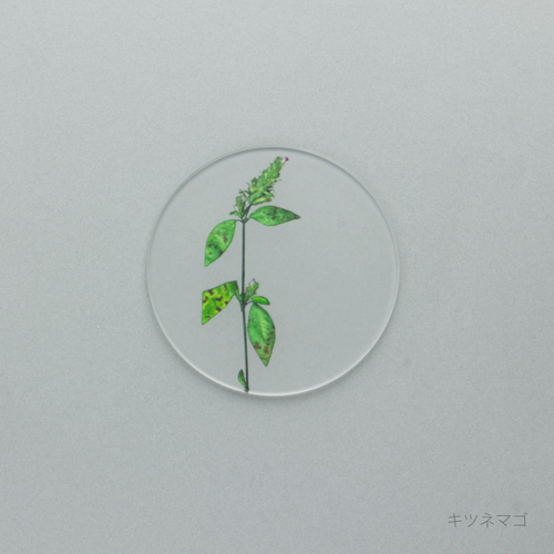押花 コースター 単品