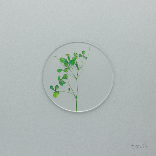 押花 コースター 単品