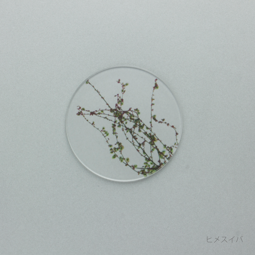 押花 コースター 単品