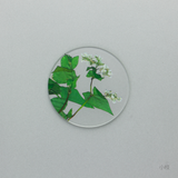 そばの花 コースター　小枝